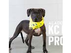 Aladdin, American Pit Bull Terrier For Adoption In Kansas City, Missouri