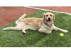 Dallas, Golden Retriever For Adoption In Escondido, California