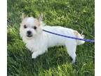 Paulie, Terrier (unknown Type, Small) For Adoption In Philadelphia, Pennsylvania