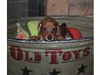 Lucy, Ethel And Ricky, Dachshund For Adoption In Richmond, Virginia