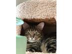 Gages, Domestic Shorthair For Adoption In Crystal Lake, Illinois