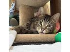 Penny, Domestic Shorthair For Adoption In Crystal Lake, Illinois