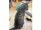 Koda, Domestic Shorthair For Adoption In Crystal Lake, Illinois