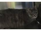 Stormy, Domestic Shorthair For Adoption In Raleigh, North Carolina