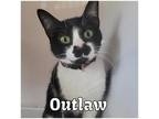 Outlaw, Domestic Shorthair For Adoption In Commerce, Texas