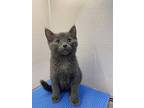 Rocket, Domestic Shorthair For Adoption In Greater Napanee, Ontario
