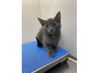 Eclipse, Domestic Shorthair For Adoption In Greater Napanee, Ontario