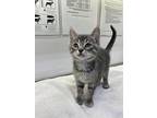 Cosmo, Domestic Shorthair For Adoption In Greater Napanee, Ontario