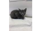 Nebula, Domestic Shorthair For Adoption In Greater Napanee, Ontario