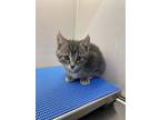 Comet, Domestic Shorthair For Adoption In Greater Napanee, Ontario