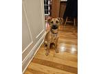Rocco~meet Me!, Labrador Retriever For Adoption In Jackson, Tennessee