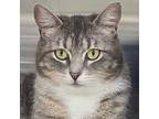 Patricia, Domestic Shorthair For Adoption In Jefferson, Wisconsin