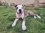 Milo, American Pit Bull Terrier For Adoption In Mesa, Arizona