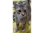 Boots, American Shorthair For Adoption In Inez, Kentucky