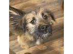 Willow, Border Terrier For Adoption In Inez, Kentucky