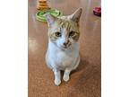 Bryce, Domestic Shorthair For Adoption In Milpitas, California