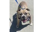 Romeo, Staffordshire Bull Terrier For Adoption In Newport Beach, California