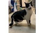 Mittens, Domestic Shorthair For Adoption In Herndon, Virginia