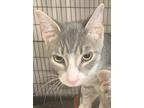 Louie23, Domestic Shorthair For Adoption In Milwaukee, Wisconsin