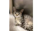 Arya, American Shorthair For Adoption In New Milford, Connecticut