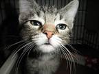 Upton23, Domestic Mediumhair For Adoption In Milwaukee, Wisconsin