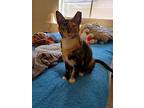 Freckles, Domestic Shorthair For Adoption In Richardson, Texas