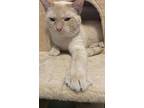 Coco24, Domestic Shorthair For Adoption In Milwaukee, Wisconsin