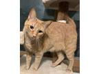 Pepi24, Domestic Shorthair For Adoption In Milwaukee, Wisconsin