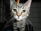 Usher23, Domestic Mediumhair For Adoption In Milwaukee, Wisconsin