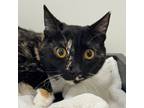 Kiwi, Domestic Shorthair For Adoption In San Francisco, California