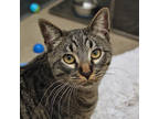 Carlo, Domestic Shorthair For Adoption In San Francisco, California