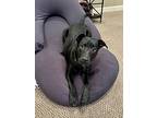 Parsley (herb Siblings), Labrador Retriever For Adoption In White Plains