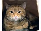 Nathaniel, Domestic Shorthair For Adoption In Twinsburg, Ohio