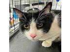 Habit, Domestic Shorthair For Adoption In Troutdale, Oregon