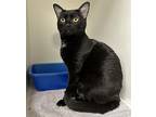 Namori, Domestic Shorthair For Adoption In Troutdale, Oregon