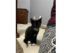 Dexter, Domestic Shorthair For Adoption In Montgomery, Texas