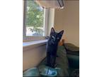 Clover, Domestic Shorthair For Adoption In Vashon, Washington