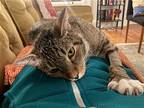 Gary, Domestic Shorthair For Adoption In Philadelphia, Pennsylvania