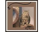 Rbunkle & Big Mama, Maine Coon For Adoption In Snow Camp, North Carolina