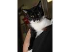 Astrid (spayed), Domestic Shorthair For Adoption In Marietta, Ohio