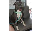 Atlas (neutered) (infostercare, American Pit Bull Terrier For Adoption In