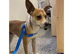 Shorty, Terrier (unknown Type, Medium) For Adoption In Oakdale, California