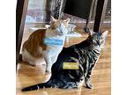 Busta Rhymes And Sunshine, American Shorthair For Adoption In Jersey City