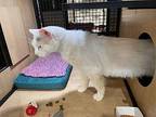 Jordan, Domestic Shorthair For Adoption In New York, New York