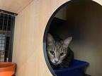 Angela, Domestic Shorthair For Adoption In New York, New York