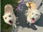 Lizzi, Wheaten Terrier For Adoption In Fort Myers, Florida