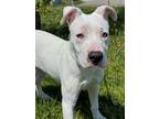 Casper, Terrier (unknown Type, Small) For Adoption In Anderson, Indiana