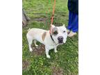 Fievel, American Staffordshire Terrier For Adoption In Knoxville, Tennessee