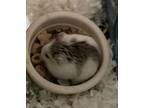 Mia, Hamster For Adoption In Aurora, Illinois