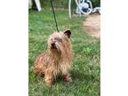 Caspian, Cairn Terrier For Adoption In Taylors, South Carolina